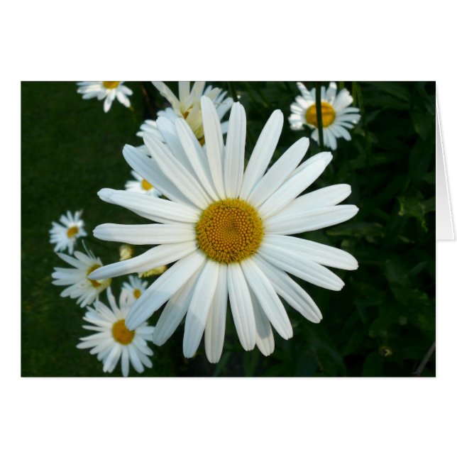 Shasta Daisy Hälsningskort (Framsidan Horizontal)