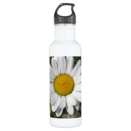 Shasta-Daisy (högst Chrysanthemum)