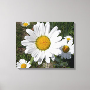 Shasta-Daisy (högst Chrysanthemum) Canvastryck