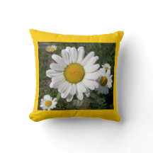 Shasta-Daisy (högst Chrysanthemum)