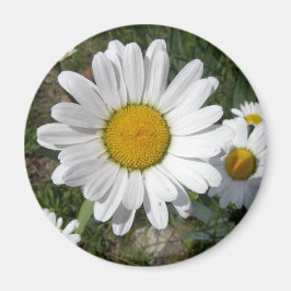 Shasta-Daisy (högst Chrysanthemum) Magnet