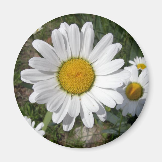 Shasta-Daisy (högst Chrysanthemum) Magnet (Framsidan)