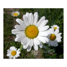 Shasta-Daisy (högst Chrysanthemum)