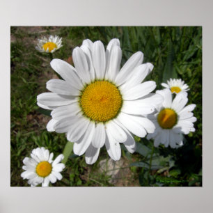 Shasta-Daisy (högst Chrysanthemum) Poster