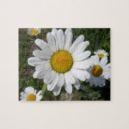 Shasta-Daisy (högst Chrysanthemum) Pussel