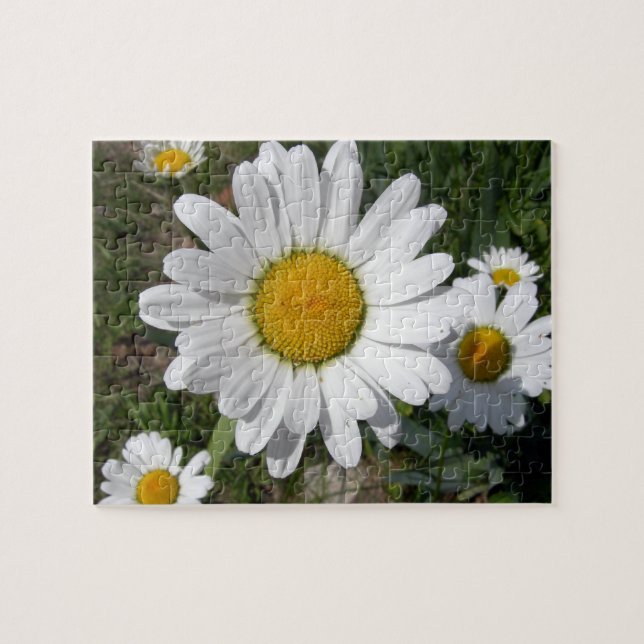 Shasta-Daisy (högst Chrysanthemum) Pussel (Horisontell)