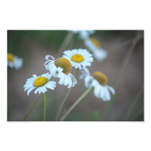 Shasta daisy i fält fototryck