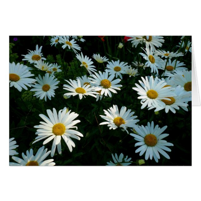 Shasta Daisy II Hälsningskort (Framsidan Horizontal)
