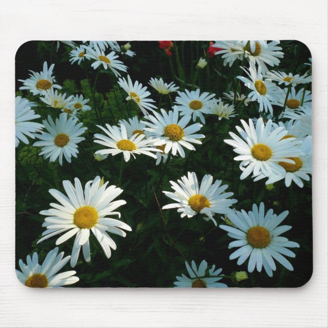Shasta Daisy II Musmatta (Framsidan)