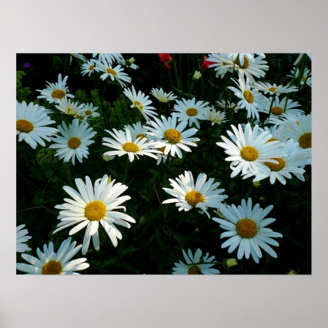 Shasta Daisy II Poster (Framsidan)
