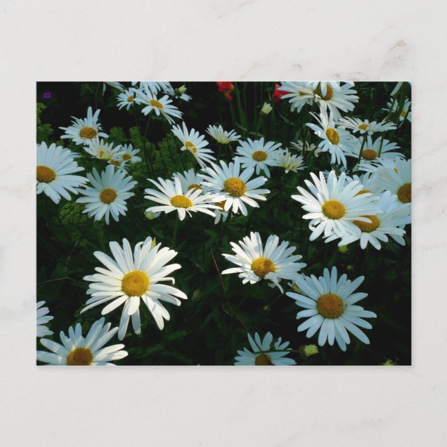 Shasta Daisy II Vykort (Framsida)