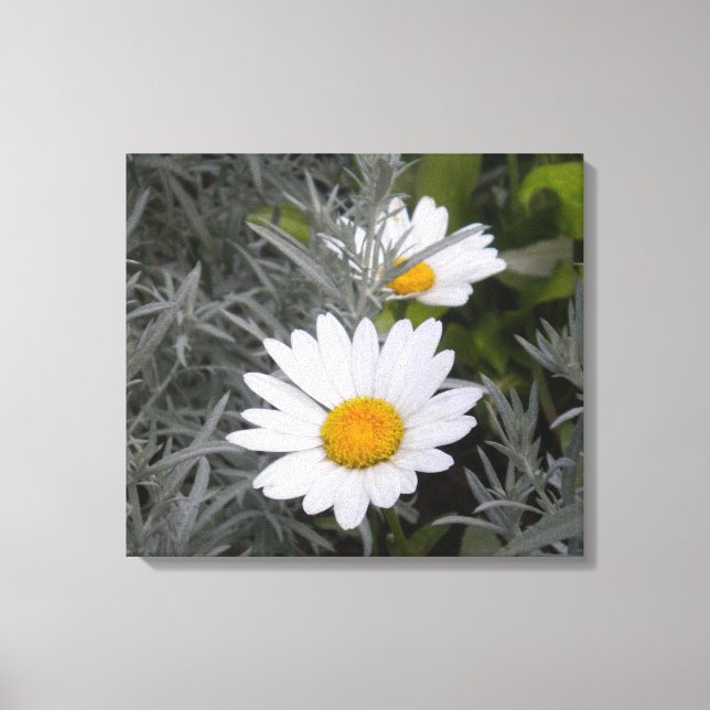 Shasta Daisy inlindad duk Canvastryck (Framsida)