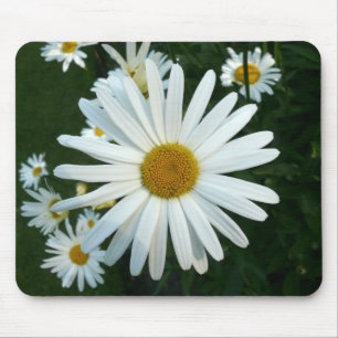 Shasta Daisy Musmatta