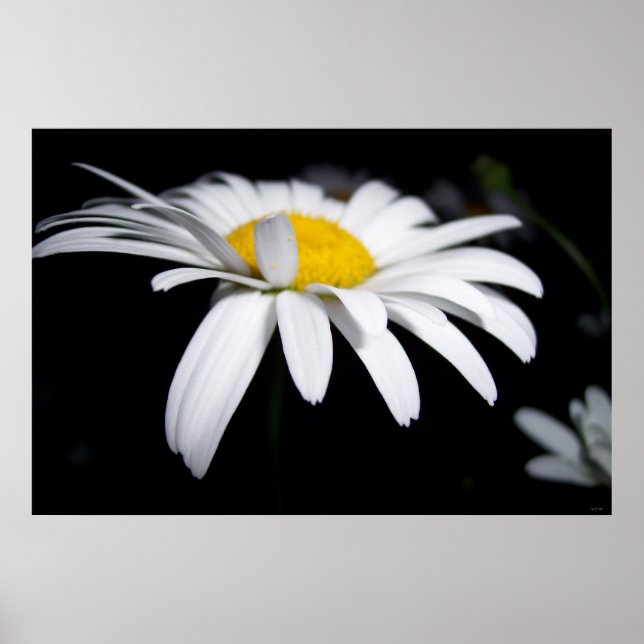 Shasta Daisy Photography Poster (Framsidan)