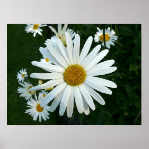 Shasta daisy poster