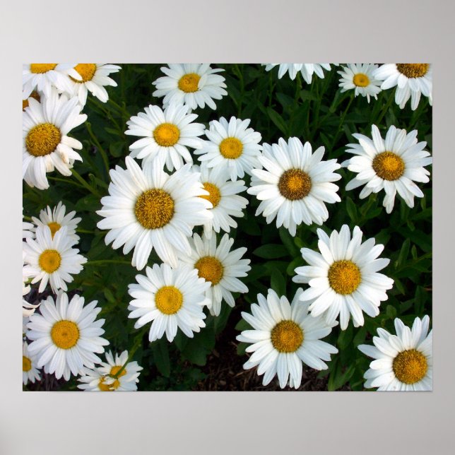 Shasta Daisy Summer Poster (Framsidan)