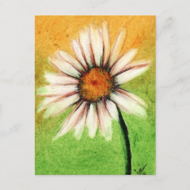 Shasta Daisy V vykort (Framsida)