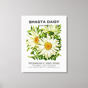 Shasta Daisy Vintage Seed Packet Canvastryck