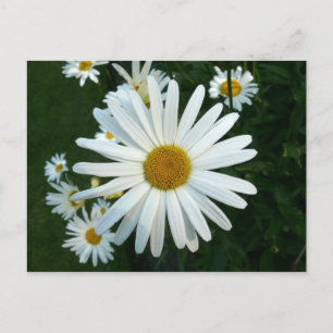 Shasta Daisy Vykort