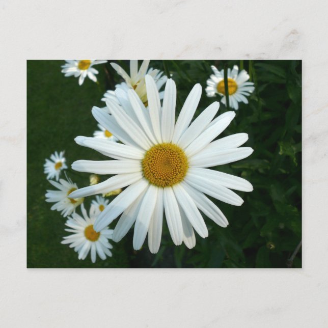 Shasta Daisy Vykort (Framsida)