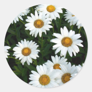 Shasta Daisy ( WestCreek)-etikett Runt Klistermärke
