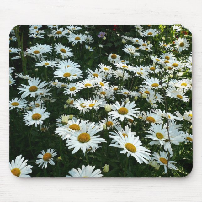 Shasta Daisys Musmatta (Framsidan)