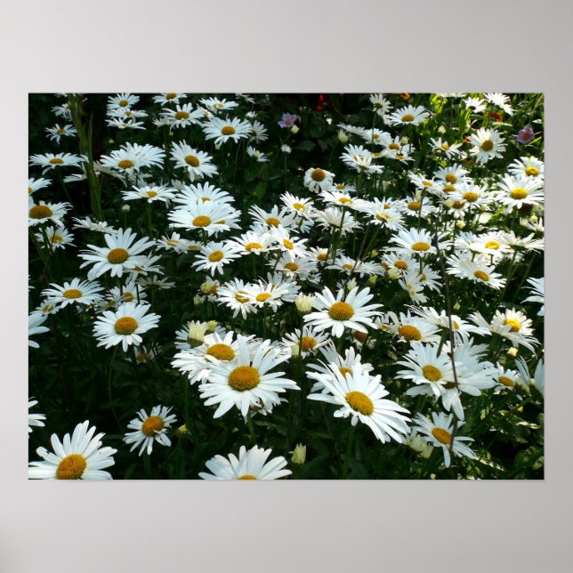 Shasta Daisys Poster (Framsidan)