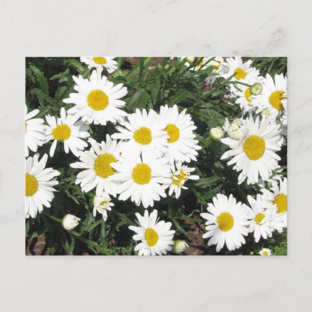 Shasta Daisys vykort (Framsida)