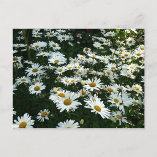 Shasta Daisys Vykort
