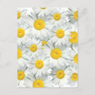 Shasta Daisys Vykort