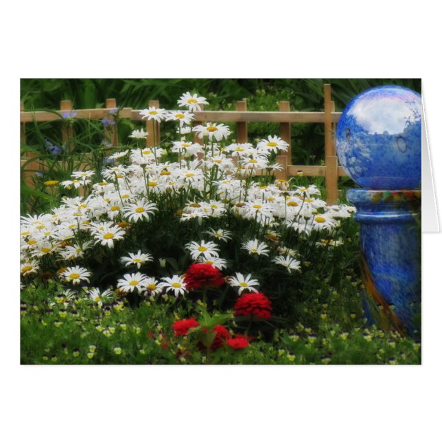 Shasta Garden - Daisy Hälsningskort (Framsidan Horizontal)