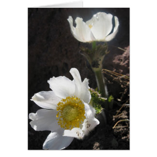 ’Shasta’ Hälsningskort