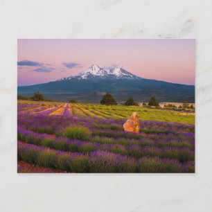 Shasta Lavender Sunset... Vykort