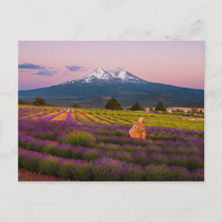 Shasta Lavender Sunset... Vykort