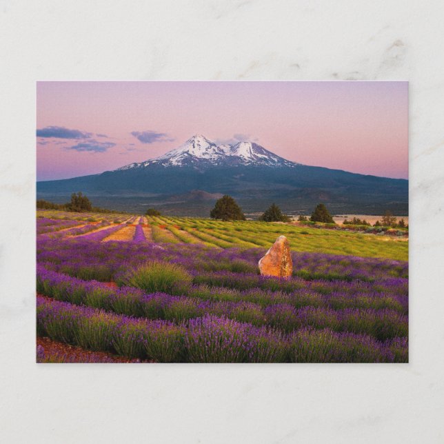 Shasta Lavender Sunset... Vykort (Framsida)