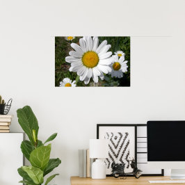 Shasta Margareta (Chrysanthemum maximum) Poster