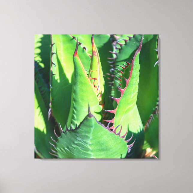 Shaw's Agave Canvastryck (Framsida)