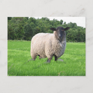 Sheal vykort