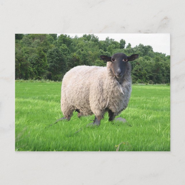 Sheal vykort (Framsida)