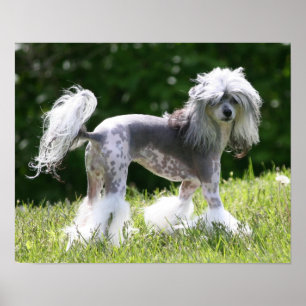 Sheeba - Crestie Showoff Poster