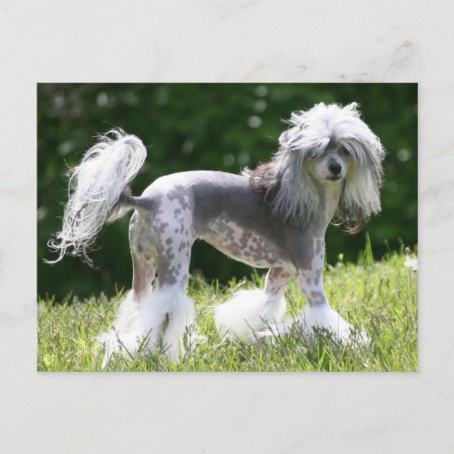 Sheeba - Crestie Showoff Vykort (Framsida)