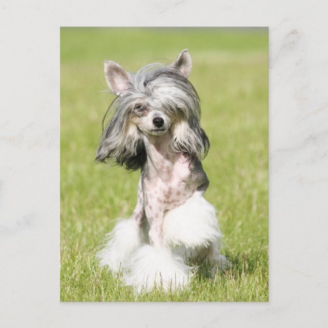 Sheeba Pointing Vykort (Framsida)