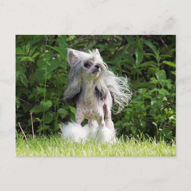 Sheeba Tittar upp Vykort (Framsida)