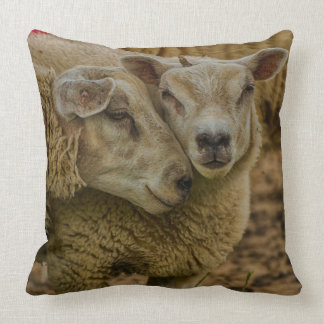sheep kudde