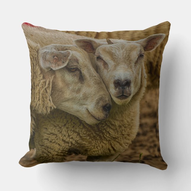 sheep kudde (Framsida)
