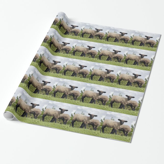 sheep presentpapper (Utrullad)