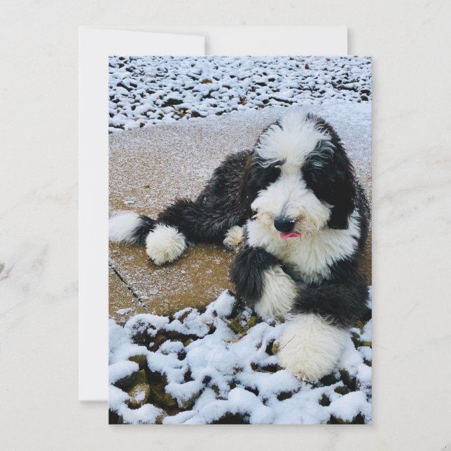 Sheepadoodle-kort Julkort (Framsida)