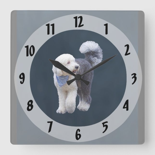 Sheepadoodle med blå rutig halsduk fyrkantig klocka (Framsida)