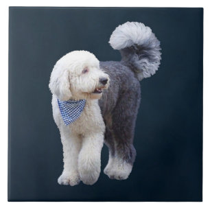 Sheepadoodle med blå rutig halsduk kakelplatta