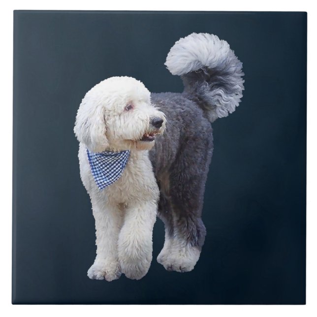 Sheepadoodle med blå rutig halsduk kakelplatta (Framsidan)